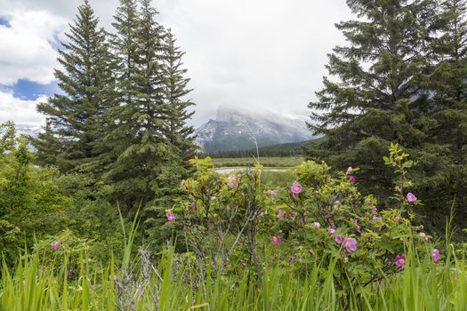 Wild Roses and the Rocky Mountains - Banff National Park, Alberta, Canada