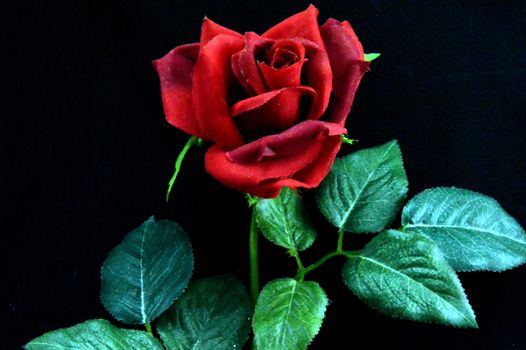 Red rose with leaves laid on a black background