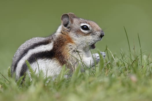 Golden-mantled Ground Squirrel  (Callospermophilus lateralis) eating leaves - Jasper National Park, Alberta, Canada