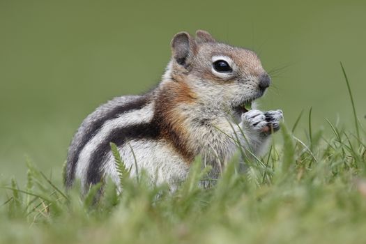 Golden-mantled Ground Squirrel  (Callospermophilus lateralis) eating leaves - Jasper National Park, Alberta, Canada