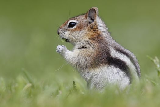 Golden-mantled Ground Squirrel  (Callospermophilus lateralis) eating leaves - Jasper National Park, Alberta, Canada