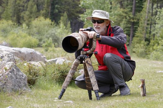 Golden-mantled Ground Squirrel Observing a Wildlife Photographer - Jasper National Park, Alberta, Canada