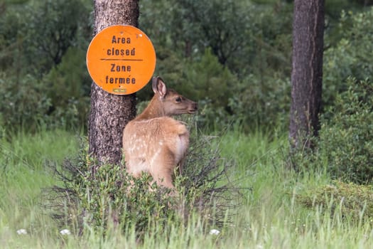 An elk fawn (Cervus canadensis) looks over its shoulder as it enters a closed area - Jasper National Park, Alberta, Canada