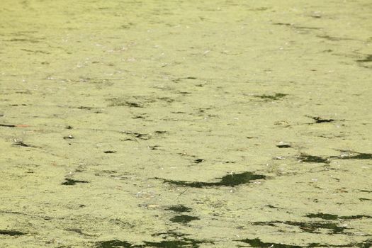 Green Alga in Water