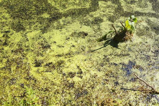 Green Alga in Water