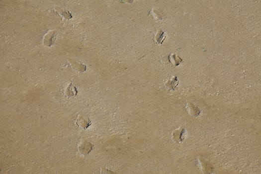 Footprints in the Sand