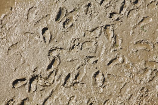 Footprints in the Sand