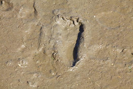 Footprints in the Sand