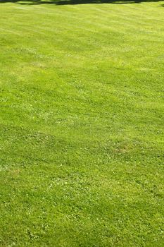 Medow with fresh mowed lawn