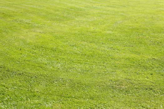 Medow with fresh mowed lawn