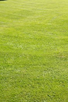 Medow with fresh mowed lawn
