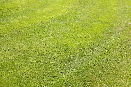 Medow with fresh mowed lawn