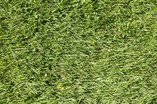 Medow with fresh mowed lawn