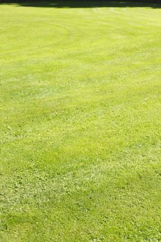 Medow with fresh mowed lawn