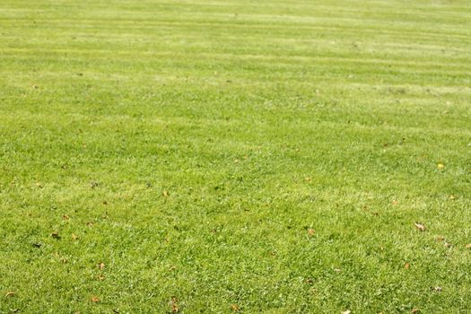 Medow with fresh mowed lawn