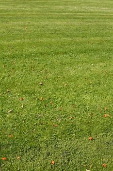 Medow with fresh mowed lawn