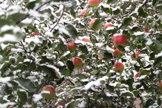 red apples on the branches covered with snow