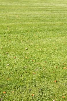 Medow with fresh mowed lawn