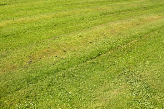 Medow with fresh mowed lawn