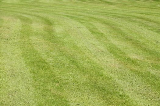 Medow with fresh mowed lawn