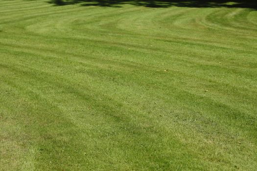 Medow with fresh mowed lawn