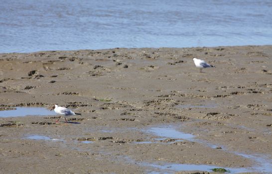 Wadden Sea
