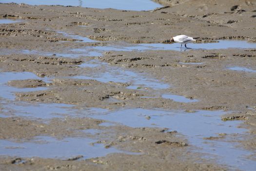 Wadden Sea