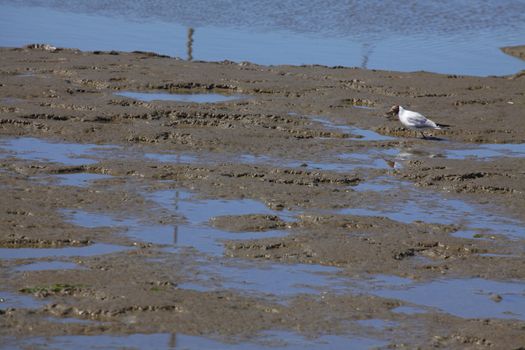 Wadden Sea