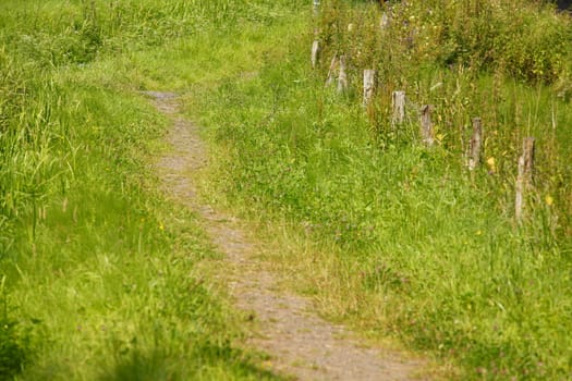 meadow way