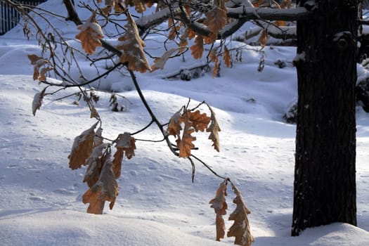 Oak branch with yellow-orange leaves covered with snow. Photographed in winter close-up