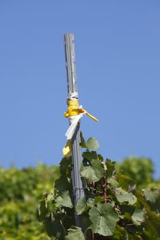 Vines, vineyards