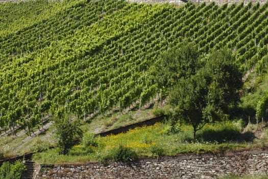 Vines, vineyards