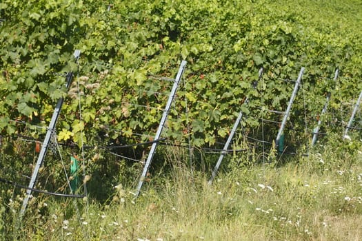 Vines, vineyards