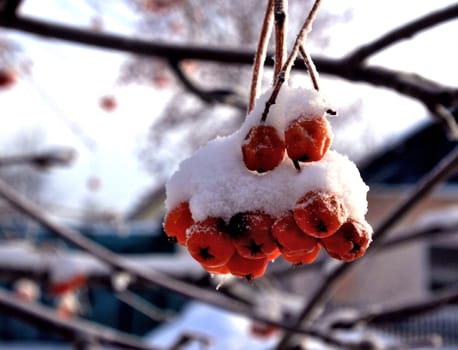 Branch of rowan berries, covered by fresh snow. Much frosty day.