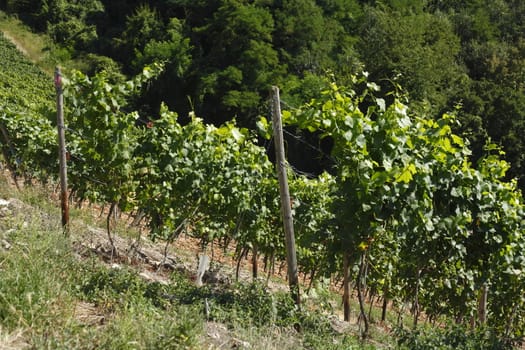 Vines, vineyards