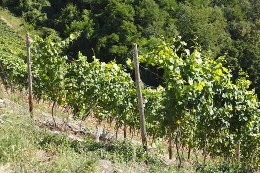 Vines, vineyards