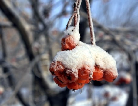 Branch of rowan berries, covered by fresh snow. Much frosty day.