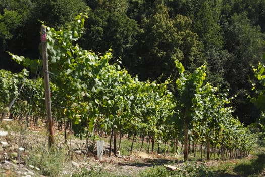 Vines, vineyards
