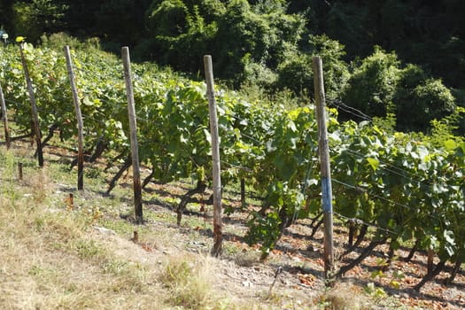 Vines, vineyards