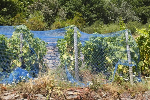 Vines, vineyards