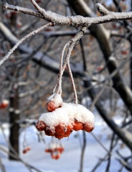 Branch of rowan berries, covered by fresh snow. Much frosty day.
