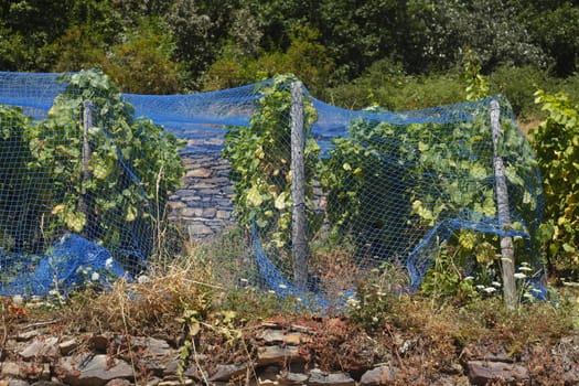 Vines, vineyards