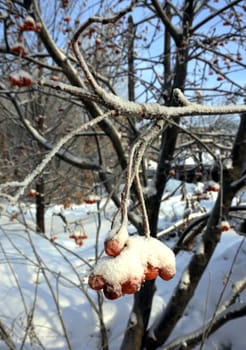 Branch of rowan berries, covered by fresh snow. Much frosty day.