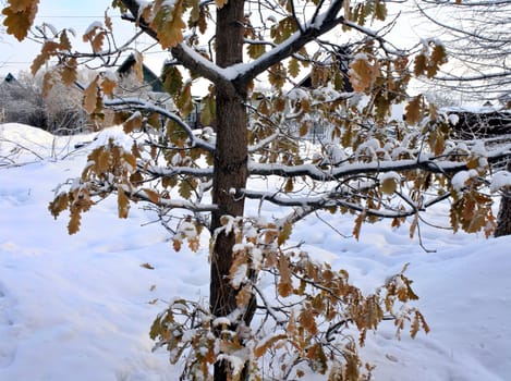 Oak branch with yellow-orange leaves covered with snow. Photographed in winter close-up