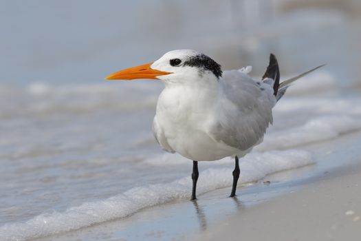Royal Tern (Thalasseus maximus) standing on the shore of the Gulf of Mexico - Fort de Soto Park, St. Petersburg, Florida