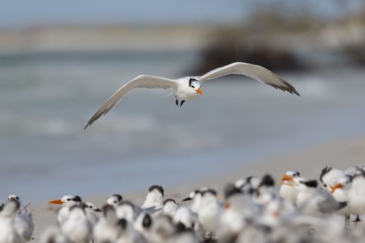 A Royal Tern (Thalasseus maximus)  prepares to land in a group of resting birds- Fort de Soto Park, St. Petersburg, Florida