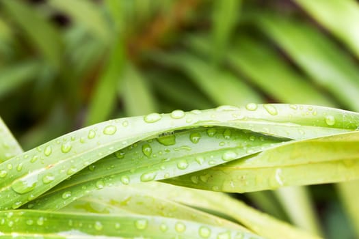 Water droplets sitting on a green leaf in the rain season