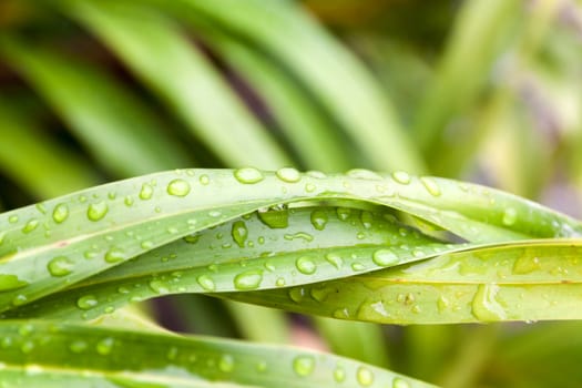 Water droplets sitting on a green leaf in the rain season