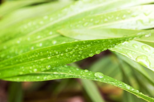 Water droplets sitting on a green leaf in the rain season