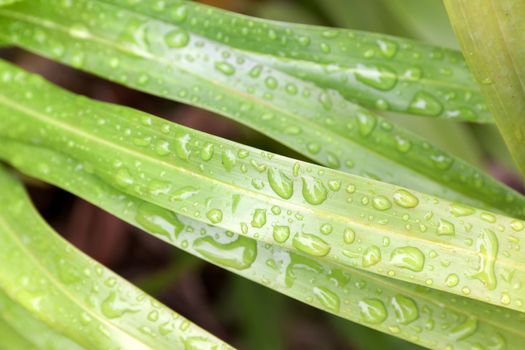 Water droplets sitting on a green leaf in the rain season